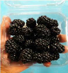 Fresh Blackberry from 멕시코 supplied by MexWorld Consulting - Whole 신선 블랙베리