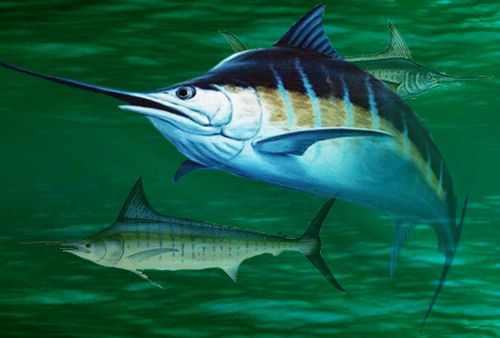 Marlin from 대만 supplied by Wen Chi Seafood Co. Ltd. - Striped Marlin (=Kajikia audax) Fresh Marlin