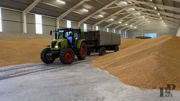 Wheat from Hungary supplied by P & P Kft. - Dried Wheat