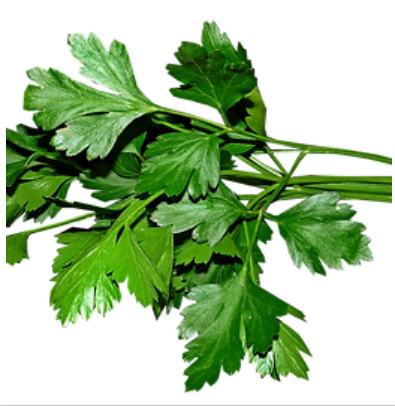 Parsley from 미국 supplied by Greenland Produce, Inc. - Leaf 파슬리