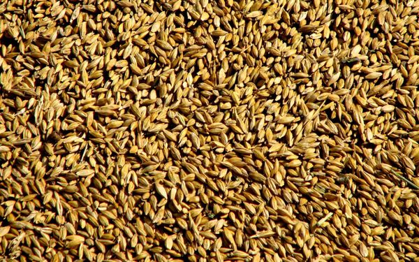 Wheat from 러시아 supplied by LLC Nisa - For Feed 소맥
