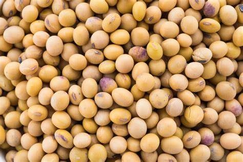 Soybean seed from 파라과이 supplied by Semillas Cricuma - For Seed 대두