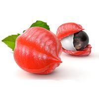 Guarana from 브라질 supplied by Golden Agricola - Whole 구아라나