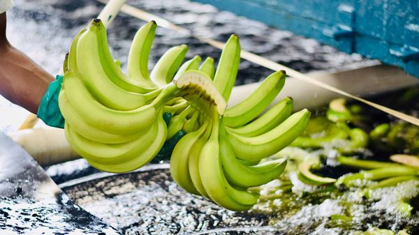 Banana from Guatemala supplied by Grupo Molina - Green Fresh Banana