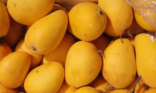 Mango from Vietnam supplied by Huong Buoi My Hoa Trading One Member Company Limited - Fresh (=Chilled) Fresh Mango
