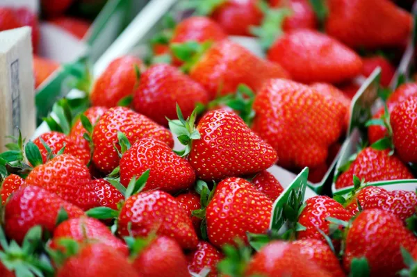 Strawberry from 벨기에 supplied by Dries Sebrechts Fruit - Whole 신선 딸기