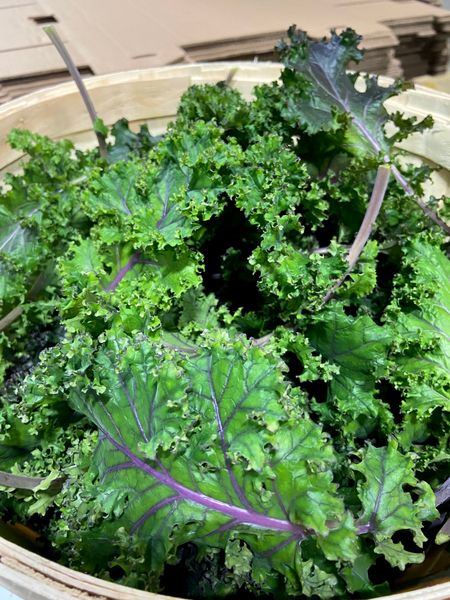 Kale from 캐나다 supplied by Farmia Agritech - Greenhouse 케일