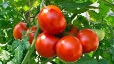 Tomatoes from 말레이시아 supplied by Agro Trade Line - Fresh (=Chilled) 신선 토마토