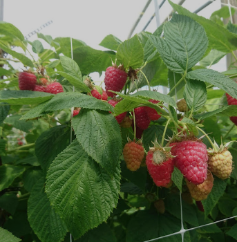 Fresh Raspberry from 스위스 supplied by Kupper's Obst- und Härdöpfellädeli - Red 신선 라즈베리