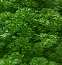 Curly parsley from 폴란드 supplied by RUN-CHŁODNIA we Włocławku Sp. z o.o. - As per customer's request 파슬리