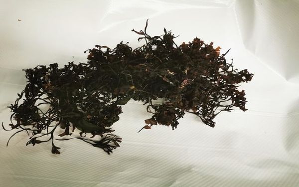 Dried Seaweed from 아일랜드 supplied by Clarkes Salmon Smokery - Carragheen (=Carrageen=Irish Moss=Chondrus Crispus) 냉동 해조류