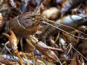 Crawfish from 미국 supplied by La Blue Crab & Crawfish - Fresh (=Chilled=Raw) 가재
