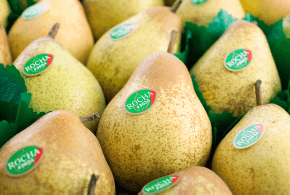 Rocha Pear from Portugal supplied by Primofruta - Sociedade Hortofrutícola, Lda - Rocha Fresh Pear