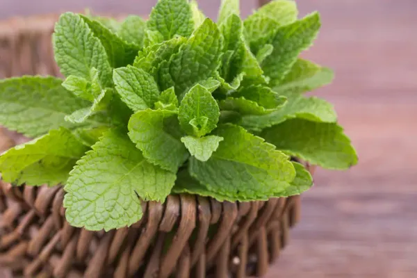 Fresh Mint Leaf from Spain supplied by TENERIFRESH, S.L. - Leaf Mint