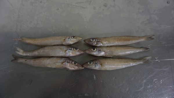 Frozen White Sillago (SILLAGO SIHAMA) from Indonesia supplied by CV. Duta Ratu Pertiwi Lancar - Northern Whiting (=Silver Sillago=Sandsmelt=Sillago sihama) Frozen Blue Whiting