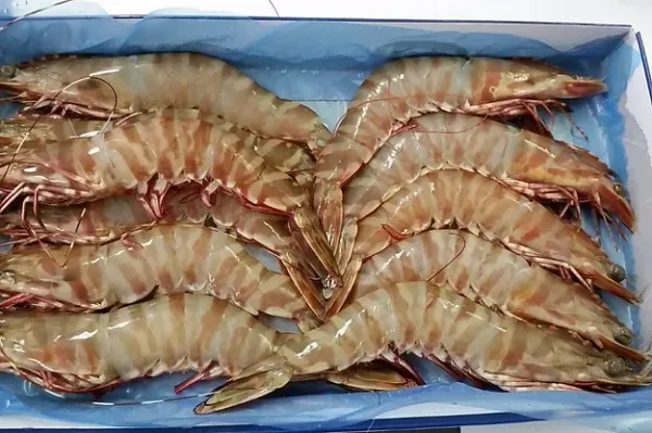 Fresh Prawn from Australia supplied by Queensland Food Corporation - Whole (=In Shell=Unshucked) Frozen Common Shrimp & Prawn