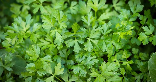 Parsley from 이집트 supplied by Altayeb Company - Green 허브 블렌드