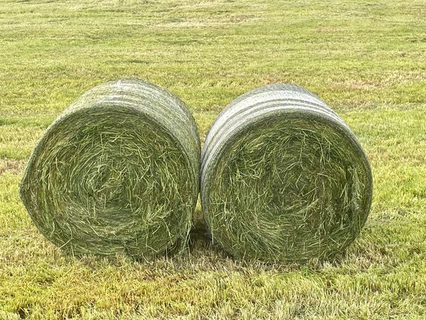 Rye Grass from 호주 supplied by Aus West Seeds - Dried 건초