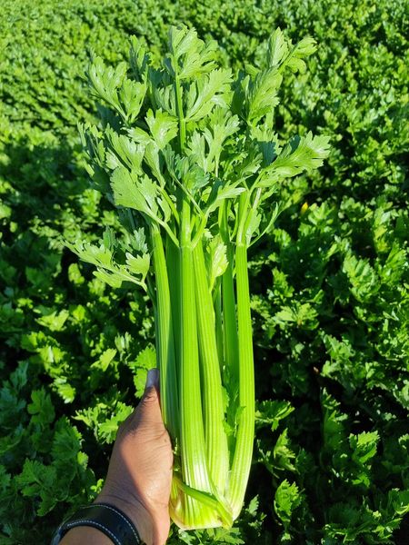 Celery from 멕시코 supplied by Premium Fresh Growers, LLC - Green 신선 셀러리