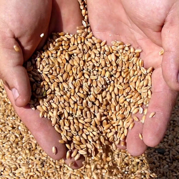 Wheat Grain from United States supplied by West Plains Company - Dried Wheat