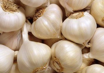 Fresh Garlic from 인도 supplied by Spice Villa Export - Raw 신선 마늘