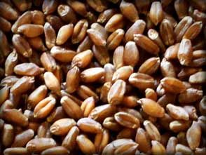Wheat from United States supplied by Friederichs Seed, Inc - Red Wheat