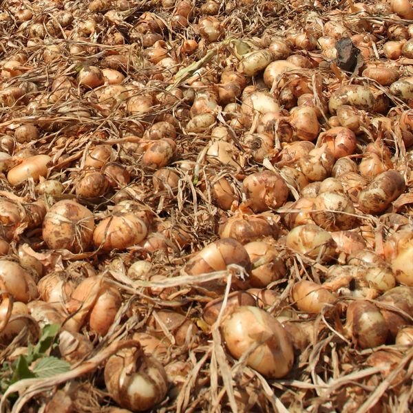 fresh peeled red onion from 이탈리아 supplied by Orti dei Berici - Red 신선 양파