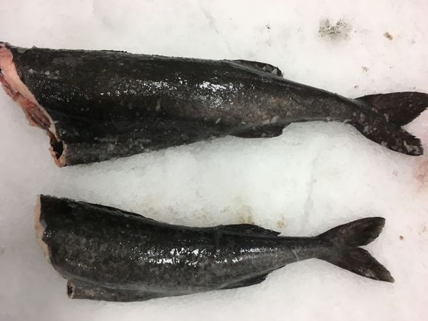 Frozen Sablefish from 캐나다 supplied by Coldfish Seafood Company - Fresh (=Chilled=Raw) 냉동 은대구