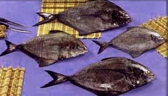 Frozen Whole Black Pomfret Fish from Pakistan supplied by Maritime Fisheries - Frozen Frozen Pomfret