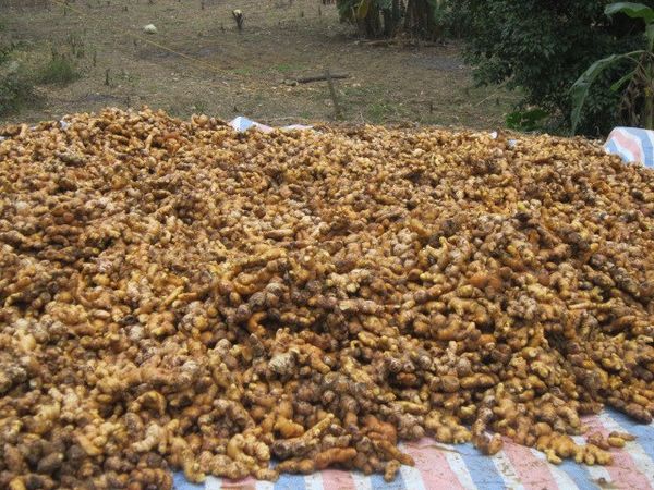 Ginger from Vietnam supplied by Mai Ka Company Limited - C (=150 g) Whole Ginger
