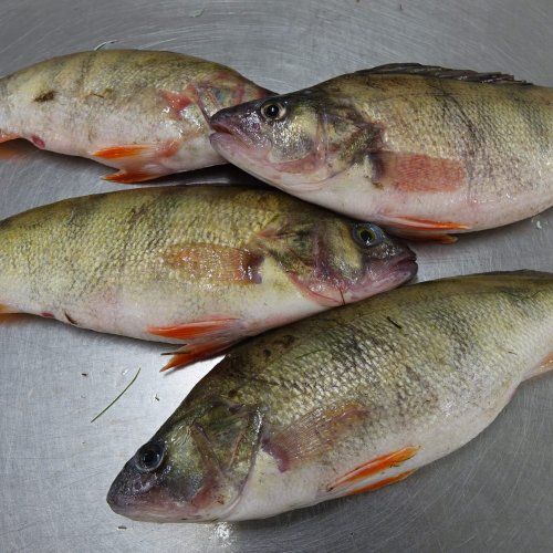 Perch from 에스토니아 supplied by AS JAPS - With Bone 냉동 퍼치