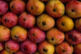 Fresh Mango from 코스타리카 supplied by Fresh Fruit Farm - Red 신선 망고
