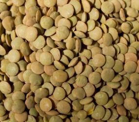 Lentils from Canada supplied by CorNine Commodities - Green Lentil Dried Lentil