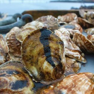 Oyster from 미국 supplied by The Ocean State Shellfish Cooperative - Fresh (=Chilled=Raw) 신선 굴