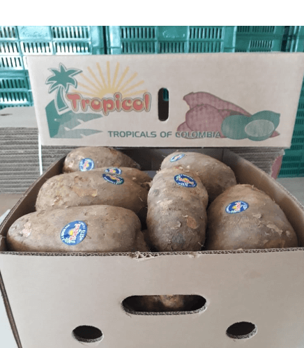 Diamond Yam from Colombia supplied by CI TROPICOL SAS - Diamante (=Diamond) Yam