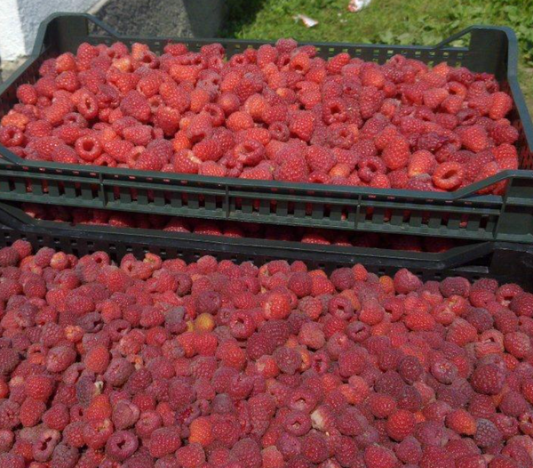 Fresh Raspberries from 보스니아-헤르체고비나 supplied by Agricultural Cooperative Late p.o. - Conventional 신선 라즈베리