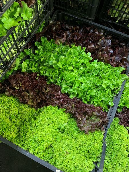 fresh endive lettuce from 영국 supplied by D. & F. MCCARTHY LTD - Multicolor 신선 상추