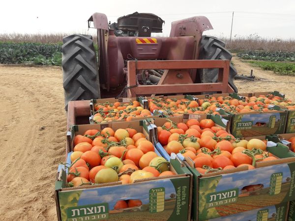 Fresh Tomato from Israel supplied by Yosef Farm - Whole Fresh Tomato