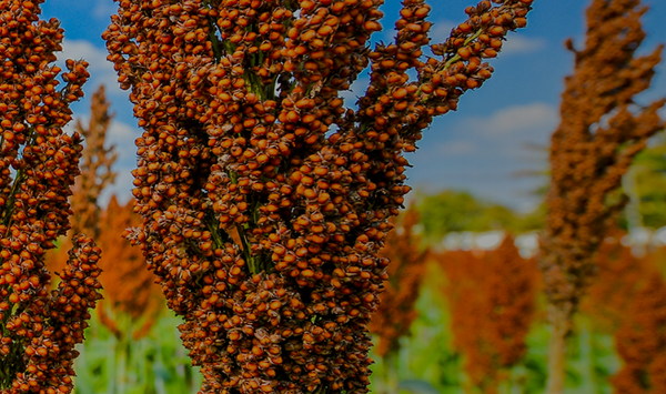 Sorghum from United States supplied by WEST GAINES SEED INC - Whole Sorghum