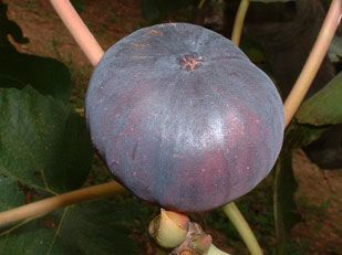 Fig from 남아프리카공화국 supplied by Alternafruit - Whole 말린 무화과