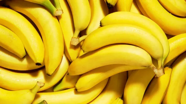 Banana from 콜롬비아 supplied by Heaven´s Fruits - 작은 바나나 품종 - 레이디핑거 신선 바나나