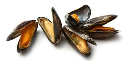 Mussels from Norway supplied by NFOOD AS - Whole (=In Shell=Unshucked) Frozen Mussel