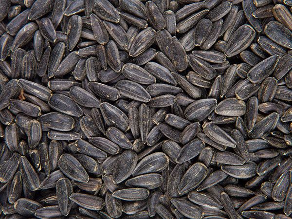 Sunflower Seed from Australia supplied by Deacon Seeds - For Seed Sunflower Seed