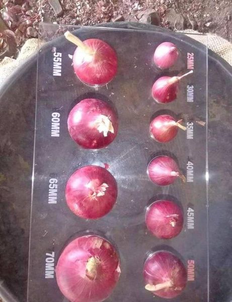 Fresh Red & White Onion from India supplied by International Broker Company Sarlau - Mesh Bags (25kg) (=Net) Fresh Onion