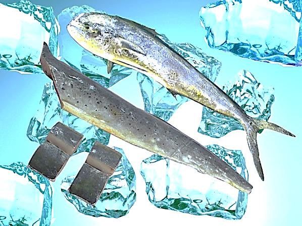 Frozen Mahi Mahi from 대만 supplied by A.O.Kingdom International Co. Ltd - Frozen 냉동 마히마히