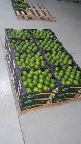 Fresh Limes from 브라질 supplied by Green Gold Alimentos Ltda - 신선 신선 라임