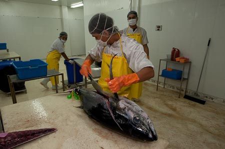 Yellow Fin Tuna from Thailand supplied by Cresco World Trading Co., Ltd - Bluefin group - Atlantic Bluefin Tuna (=Thunnus thynnus =Giant Bluefin Tuna =Northern Bluefin Tuna =Maguro =Toro) Tuna