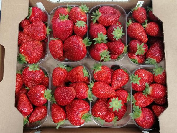 Strawberry from 세르비아 supplied by Agro Bel System d.o.o. - Red 신선 딸기