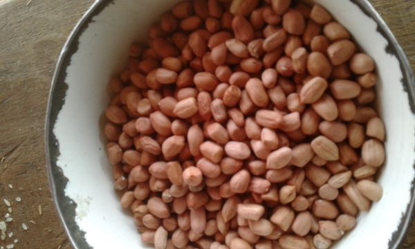 Groundnut from 나이지리아 supplied by Bountiful Agro Ventures - Conventional 땅콩 알맹이
