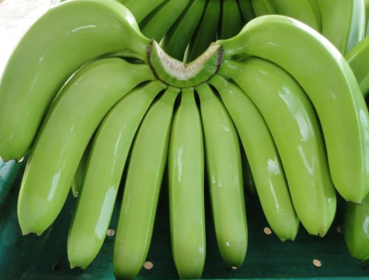 Banana from 페루 supplied by Organia S.A.C. - Green 신선 바나나